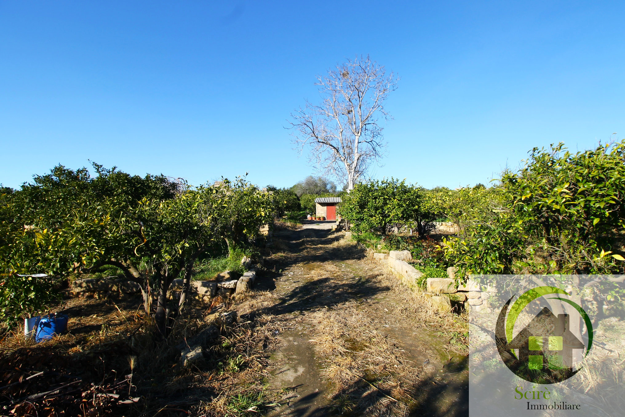 sp385, 0 , 0 ,0,Terreno Agricolo,Vendita,sp385,0,1305