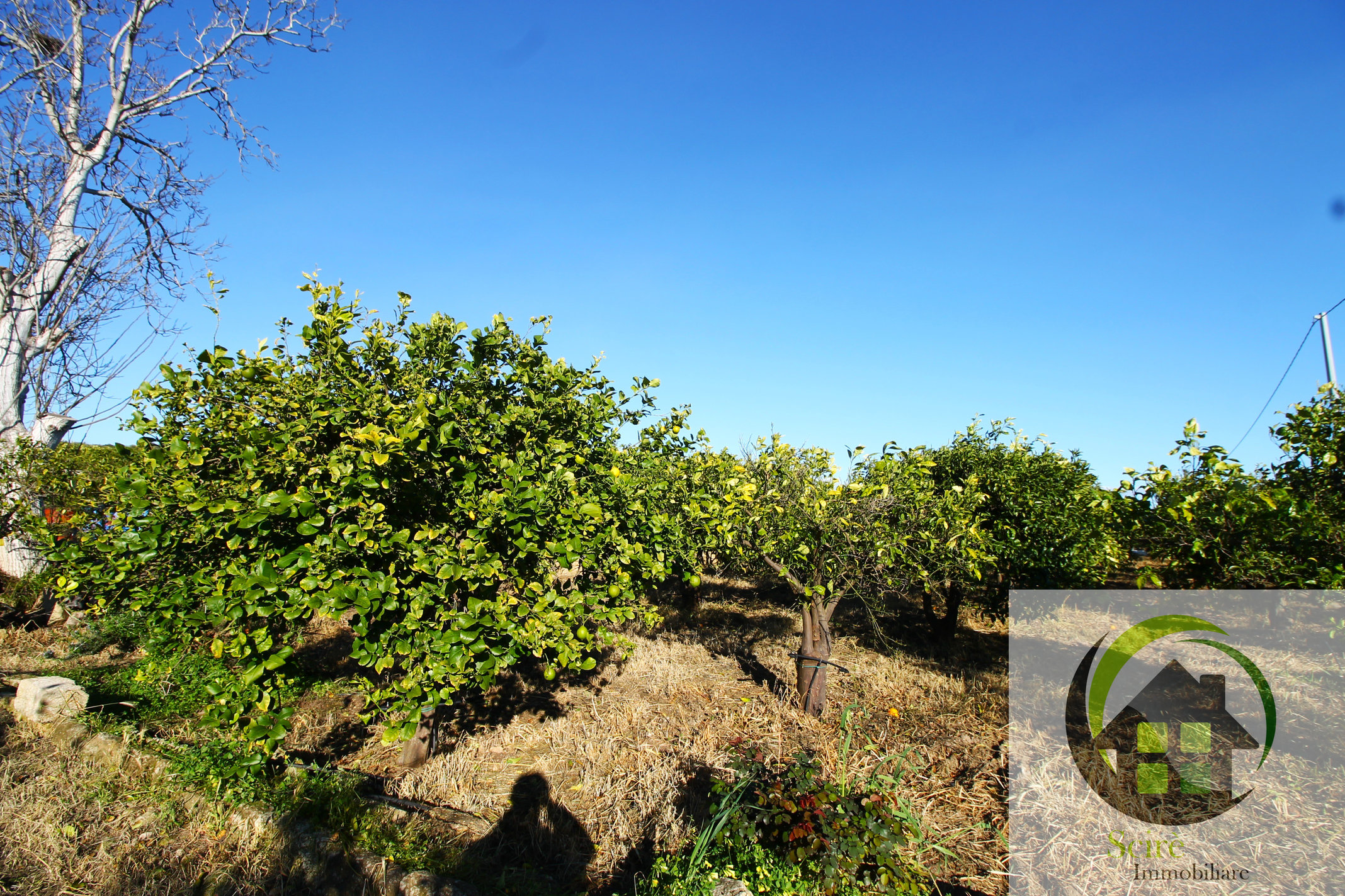 sp385, 0 , 0 ,0,Terreno Agricolo,Vendita,sp385,0,1305