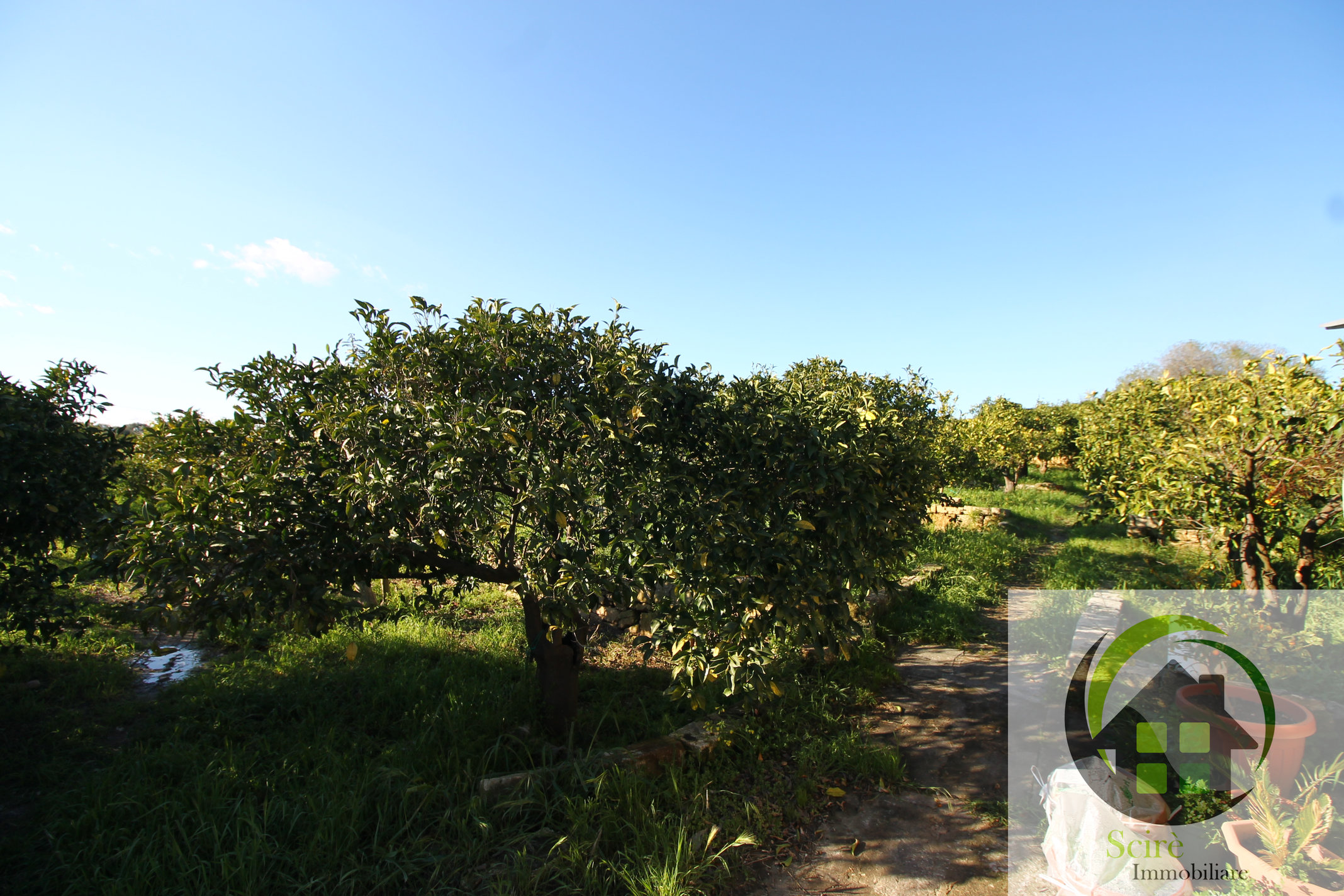 sp385, 0 , 0 ,0,Terreno Agricolo,Vendita,sp385,0,1305