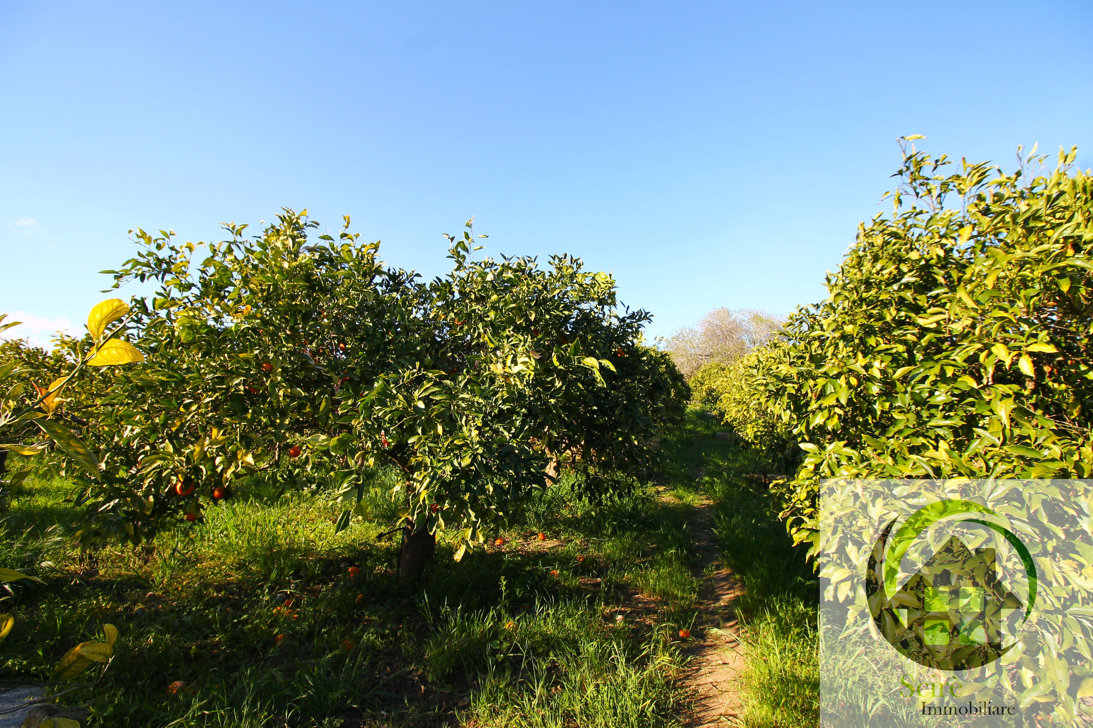 sp385, 0 , 0 ,0,Terreno Agricolo,Vendita,sp385,0,1305