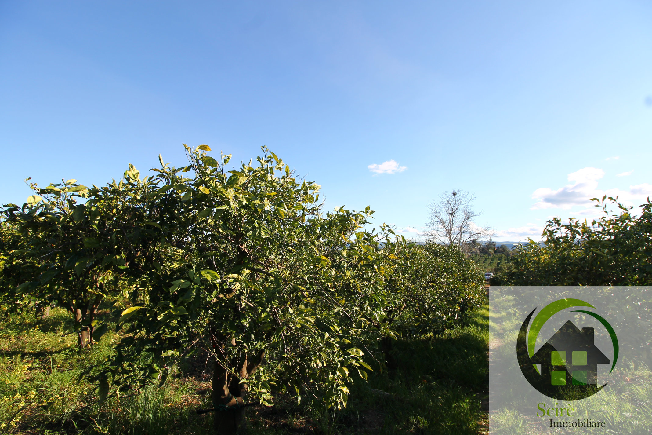 sp385, 0 , 0 ,0,Terreno Agricolo,Vendita,sp385,0,1305