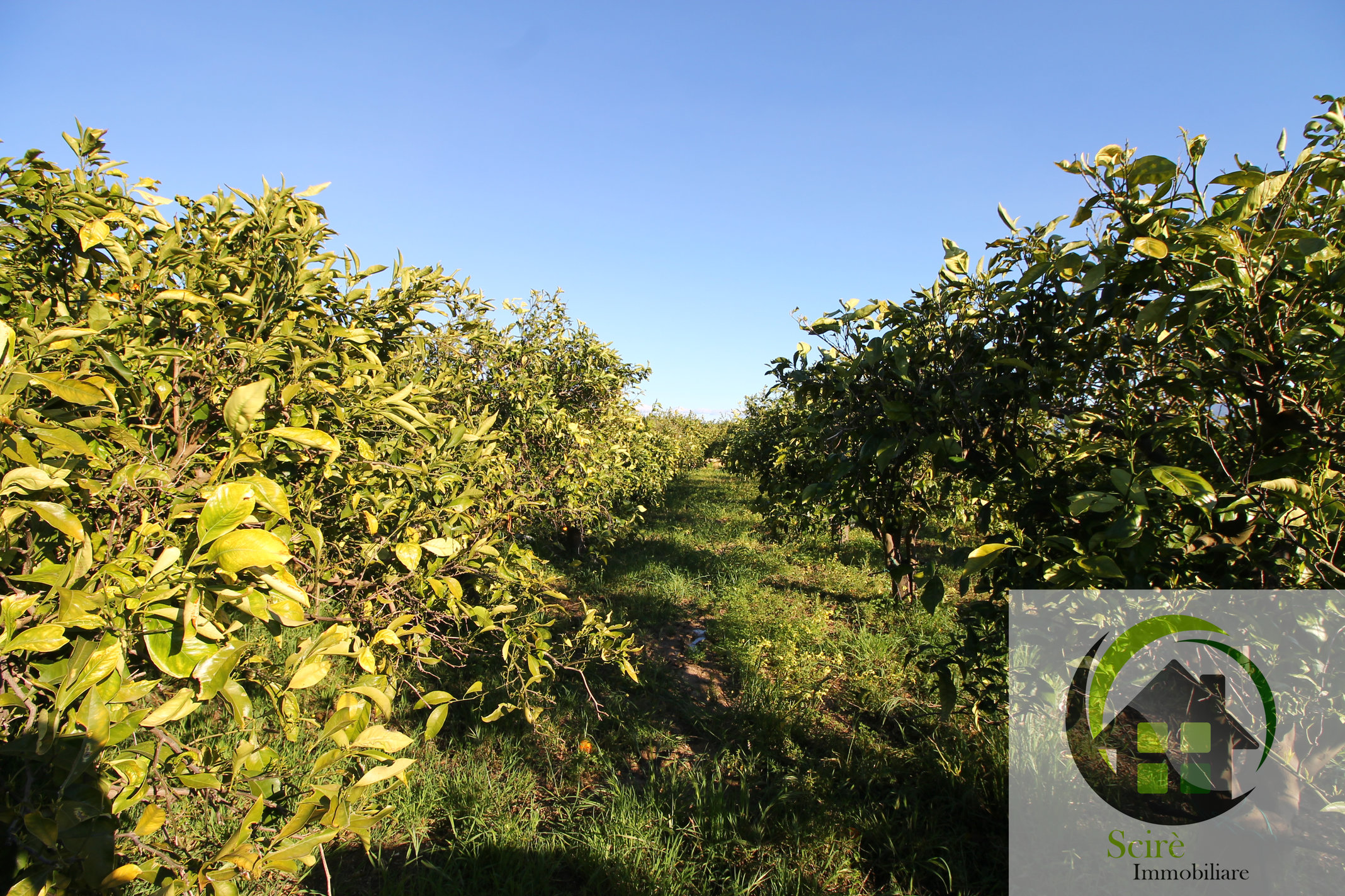 sp385, 0 , 0 ,0,Terreno Agricolo,Vendita,sp385,0,1305