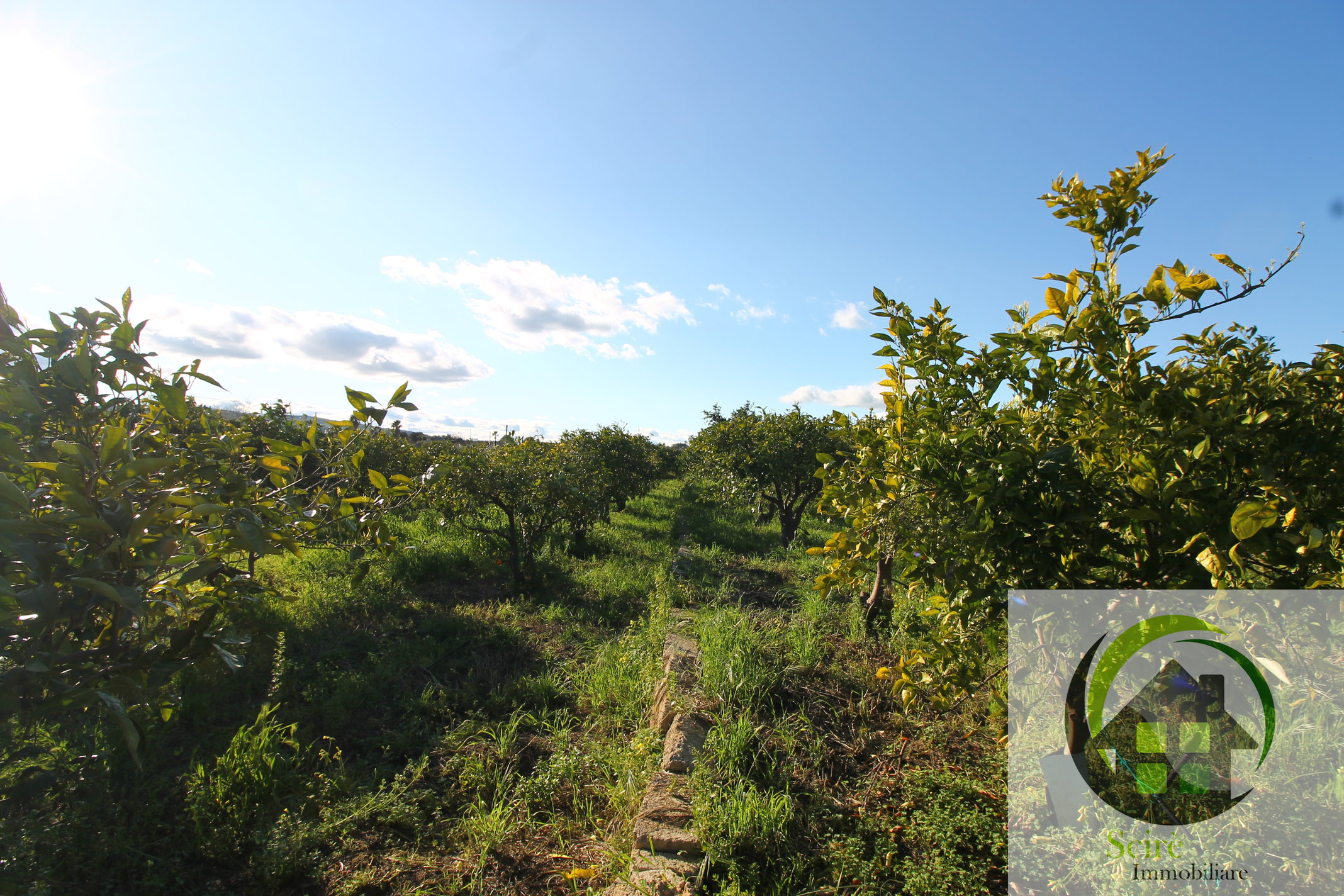 sp385, 0 , 0 ,0,Terreno Agricolo,Vendita,sp385,0,1305