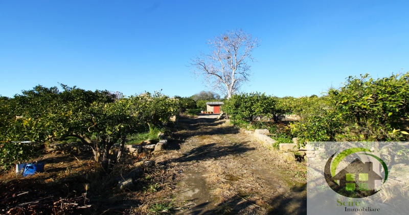 sp385, 0 , 0 ,0,Terreno Agricolo,Vendita,sp385,0,1305