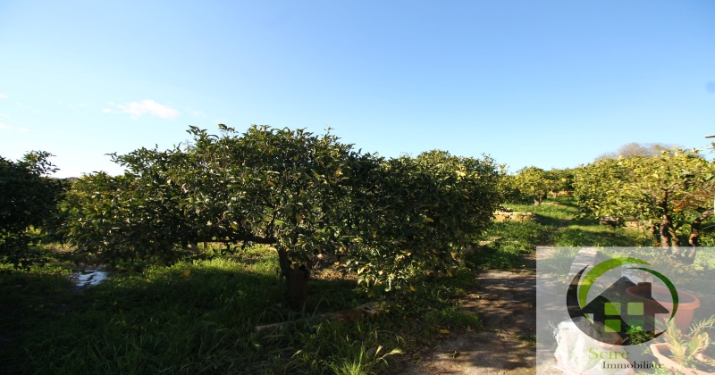 sp385, 0 , 0 ,0,Terreno Agricolo,Vendita,sp385,0,1305