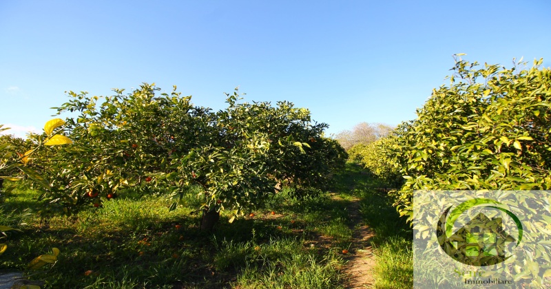 sp385, 0 , 0 ,0,Terreno Agricolo,Vendita,sp385,0,1305