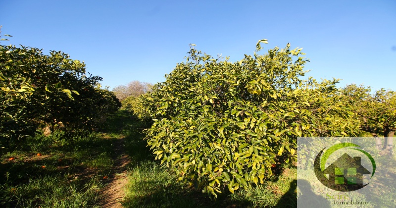 sp385, 0 , 0 ,0,Terreno Agricolo,Vendita,sp385,0,1305