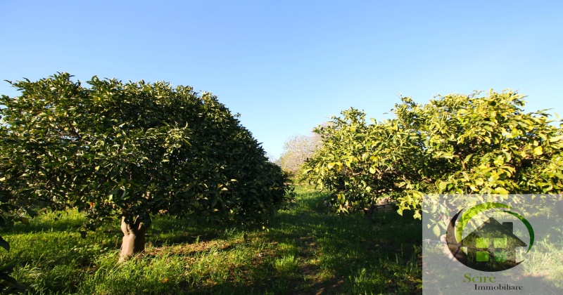 sp385, 0 , 0 ,0,Terreno Agricolo,Vendita,sp385,0,1305