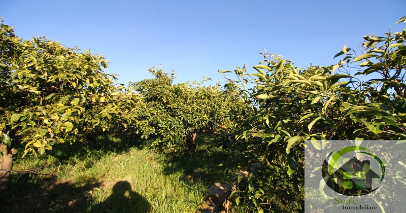 sp385, 0 , 0 ,0,Terreno Agricolo,Vendita,sp385,0,1305