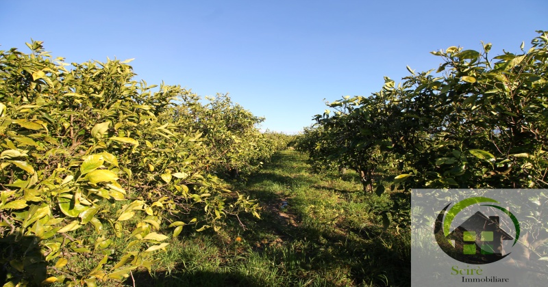 sp385, 0 , 0 ,0,Terreno Agricolo,Vendita,sp385,0,1305