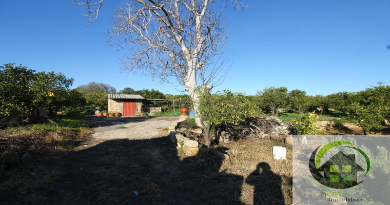 sp385, 0 , 0 ,0,Terreno Agricolo,Vendita,sp385,0,1305