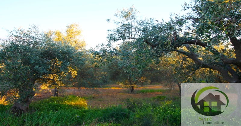 0 , 0 ,0,Terreno Agricolo,Vendita,0,1306