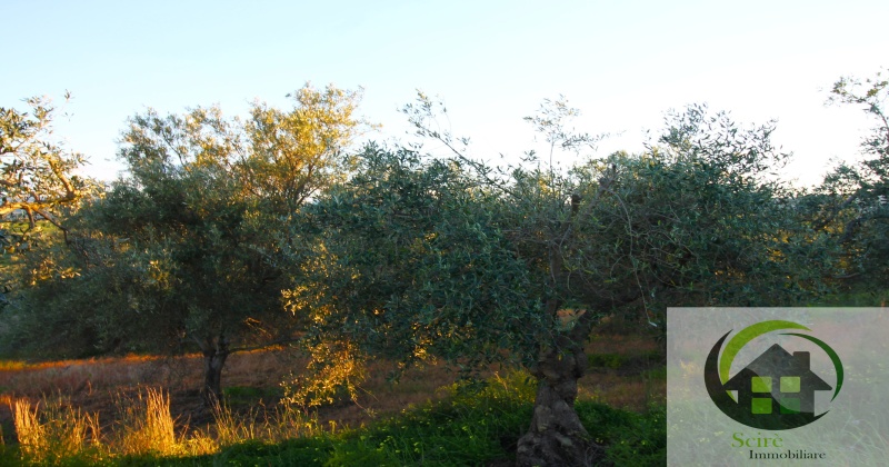 0 , 0 ,0,Terreno Agricolo,Vendita,0,1306