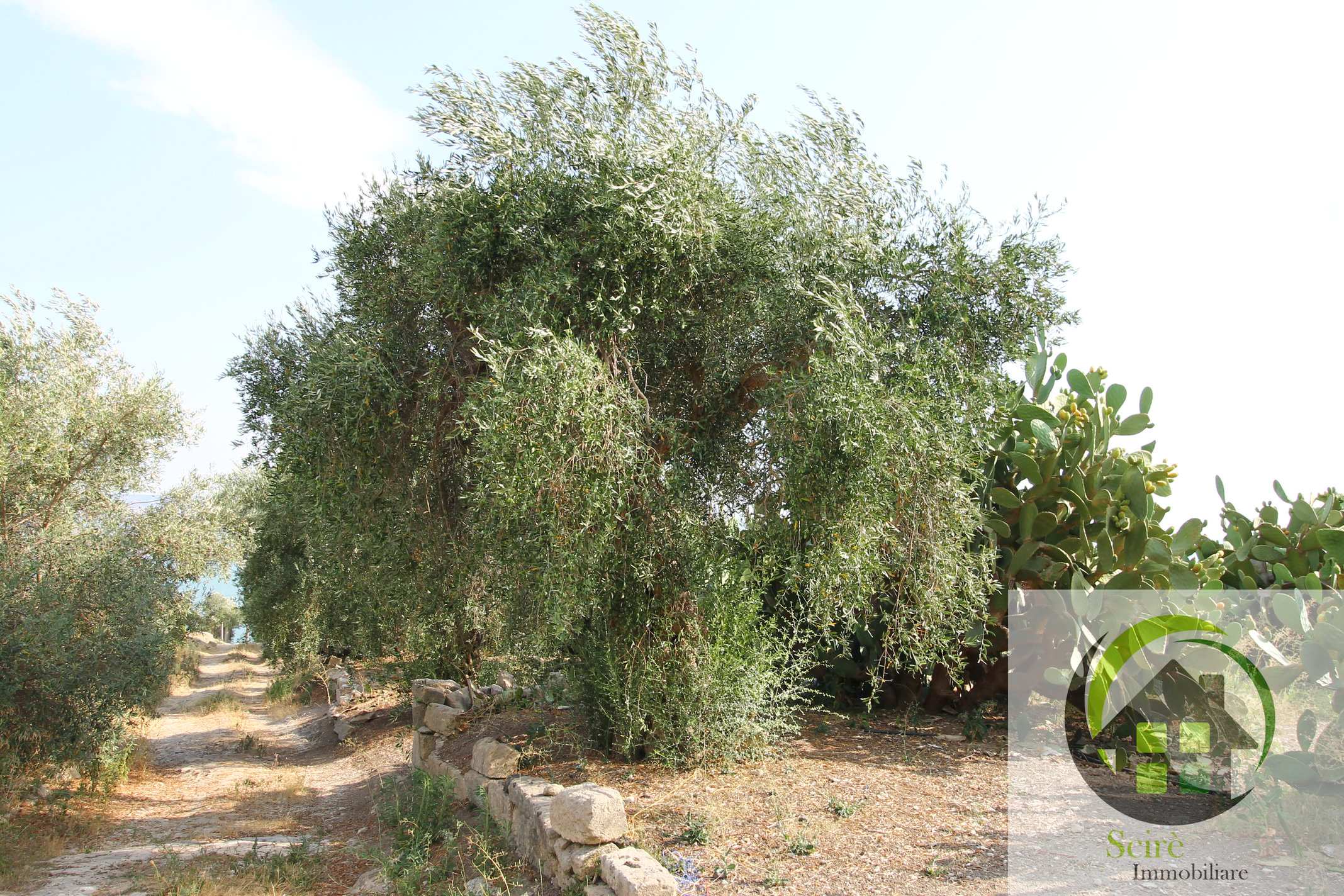 contrada Catalicciardo, 0 , 0 ,0,Terreno Agricolo,Vendita,contrada Catalicciardo,0,1321 contrada Catalicciardo, 0 , 0 ,0,Terreno Agricolo,Vendita,contrada Catalicciardo,0,1321