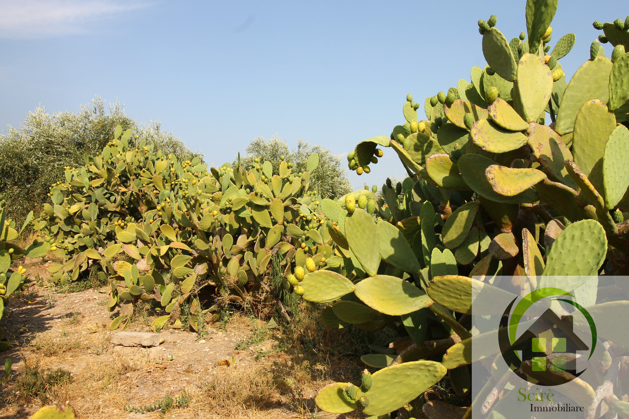 contrada Catalicciardo, 0 , 0 ,0,Terreno Agricolo,Vendita,contrada Catalicciardo,0,1321 contrada Catalicciardo, 0 , 0 ,0,Terreno Agricolo,Vendita,contrada Catalicciardo,0,1321