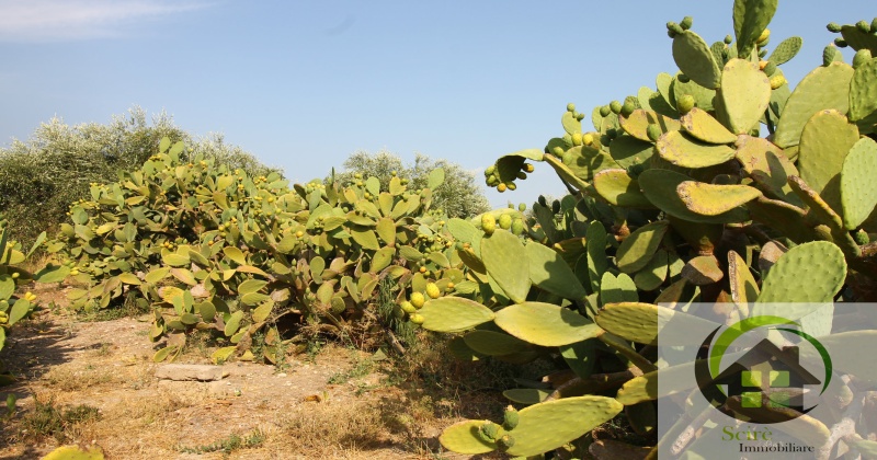 contrada Catalicciardo, 0 , 0 ,0,Terreno Agricolo,Vendita,contrada Catalicciardo,0,1321