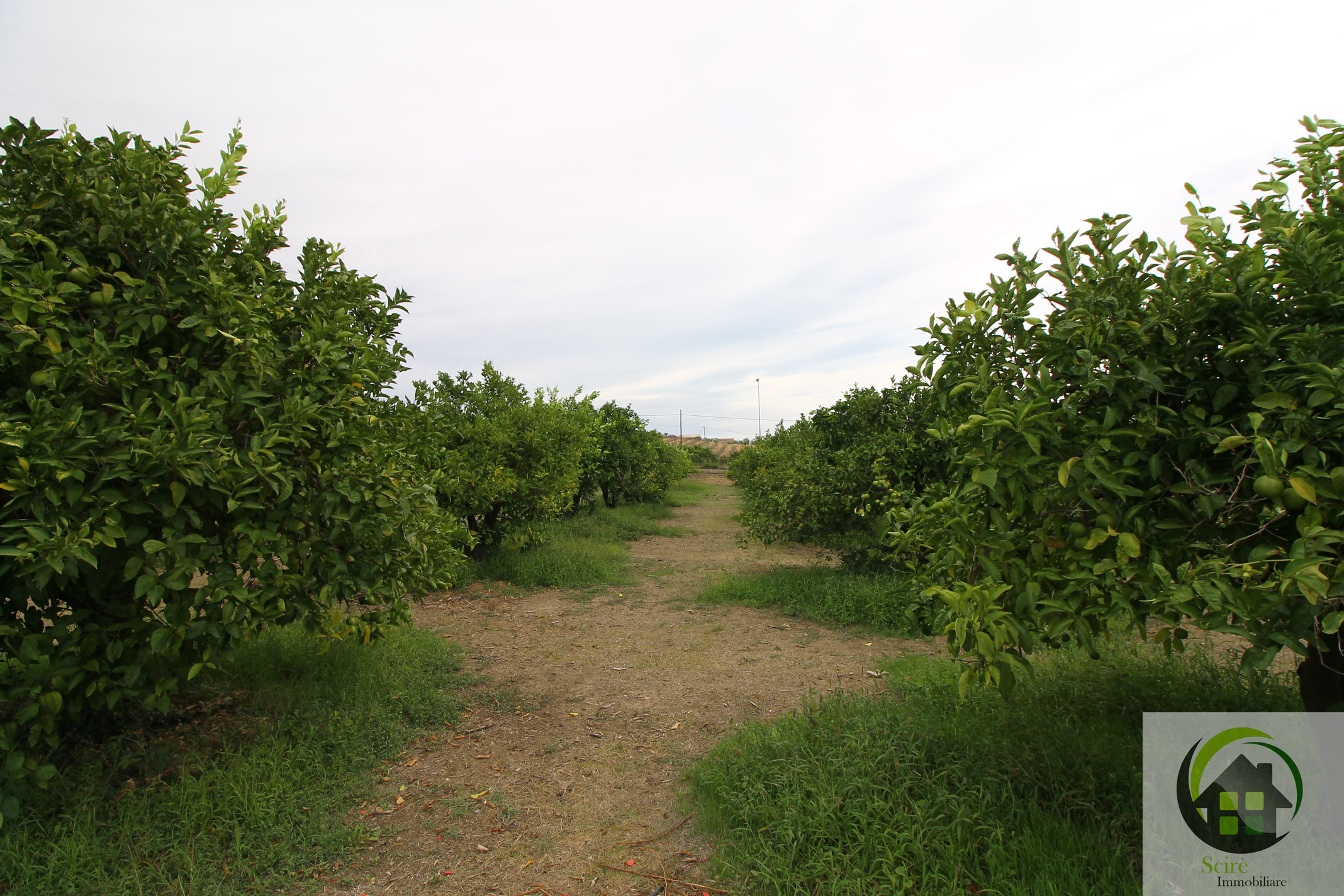 SP29, 0 , 0 ,0,Terreno Agricolo,Vendita,SP29,0,1326 SP29, 0 , 0 ,0,Terreno Agricolo,Vendita,SP29,0,1326