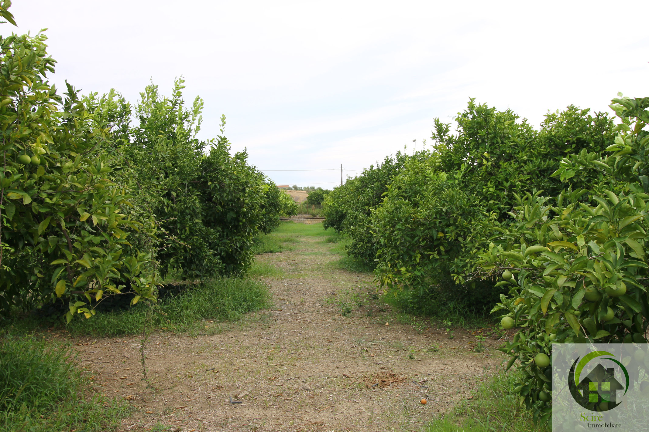 SP29, 0 , 0 ,0,Terreno Agricolo,Vendita,SP29,0,1326 SP29, 0 , 0 ,0,Terreno Agricolo,Vendita,SP29,0,1326