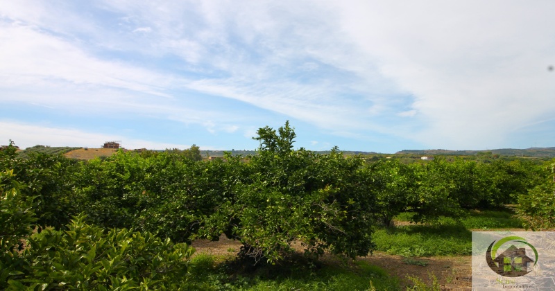 SP29, 0 , 0 ,0,Terreno Agricolo,Vendita,SP29,0,1326