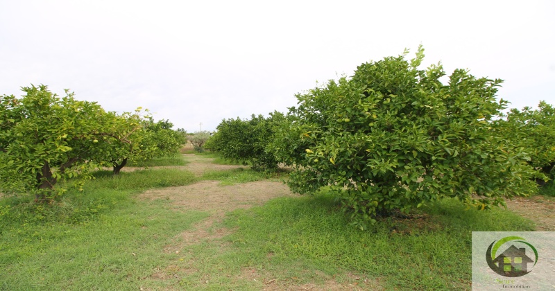 SP29, 0 , 0 ,0,Terreno Agricolo,Vendita,SP29,0,1326