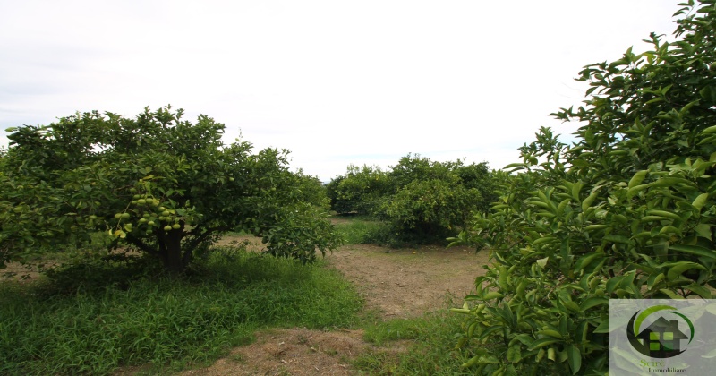 SP29, 0 , 0 ,0,Terreno Agricolo,Vendita,SP29,0,1326