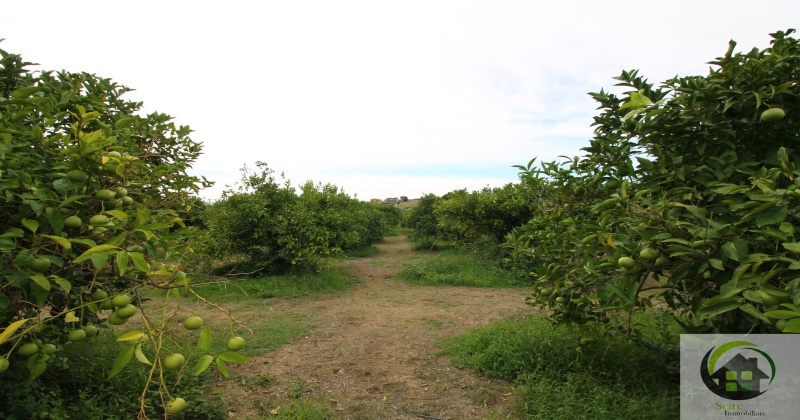SP29, 0 , 0 ,0,Terreno Agricolo,Vendita,SP29,0,1326